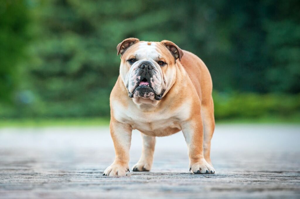English bulldog