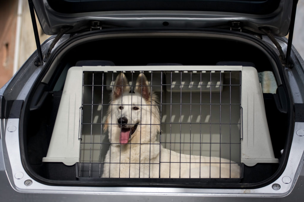 cagnetto pronto per il viaggio