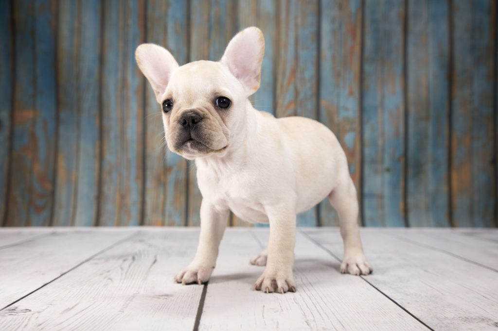 cucciolo di bulldog francese