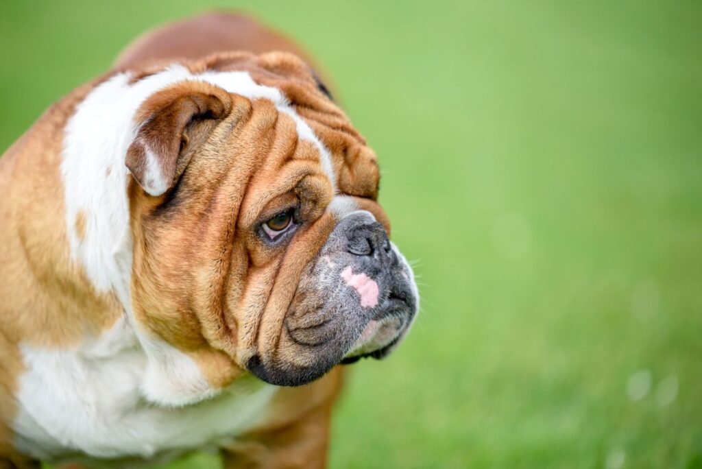 Beautiful English bulldog outdoor