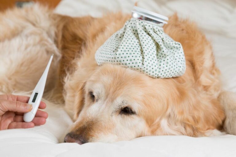 febbre nel cane febbre nel cane