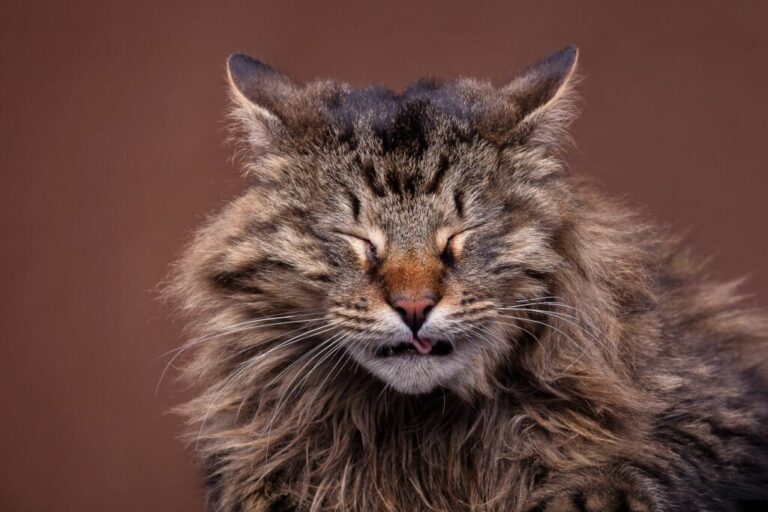 gatto starnutisce gatto starnutisce