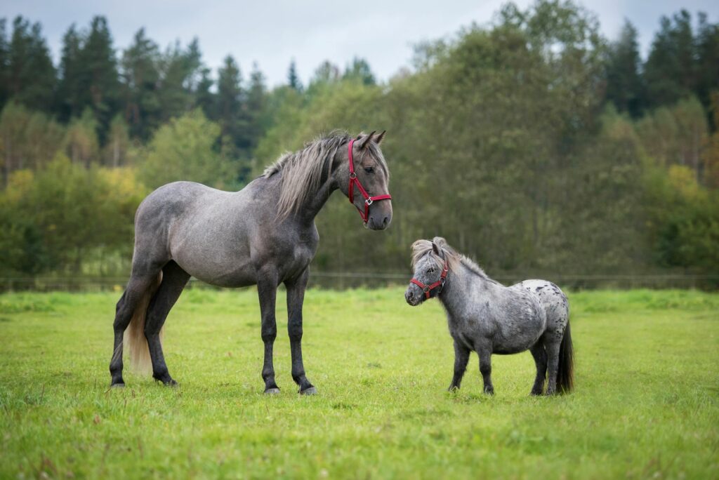 il cavallo più piccolo