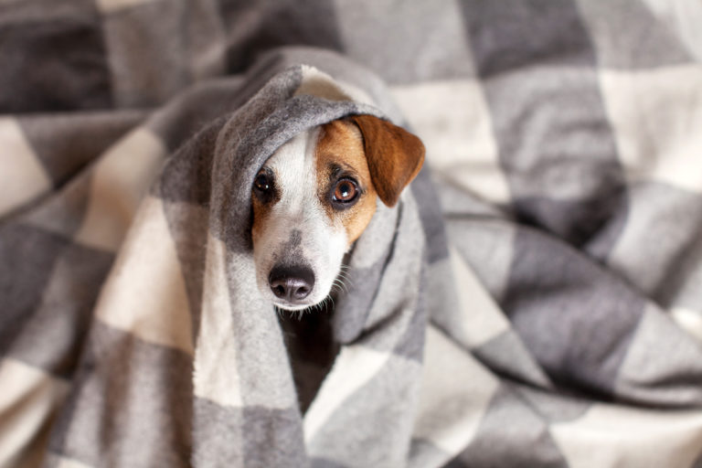 influenza-del-cane influenza del cane