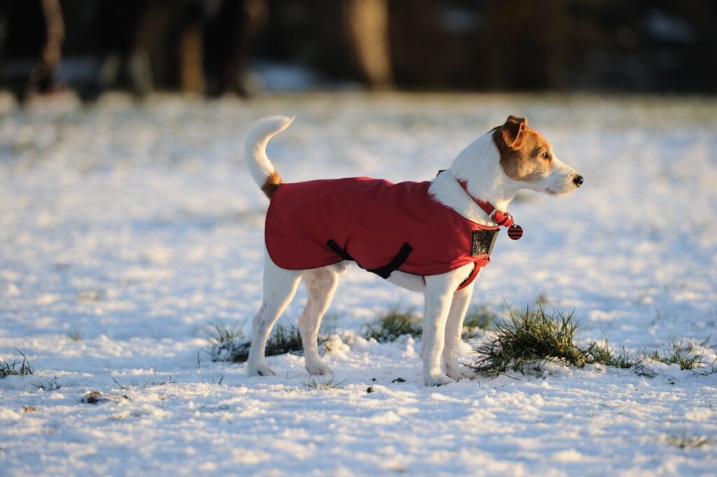 Jack Russell in red winter coat standin in the snow