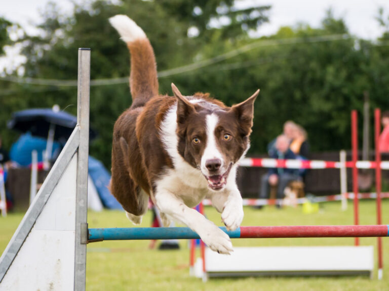 sport per cani sport per cani