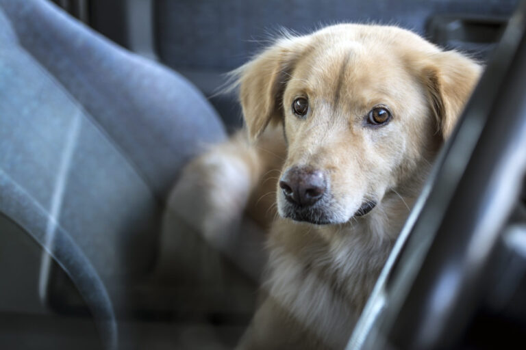 viaggiare con il cane in auto