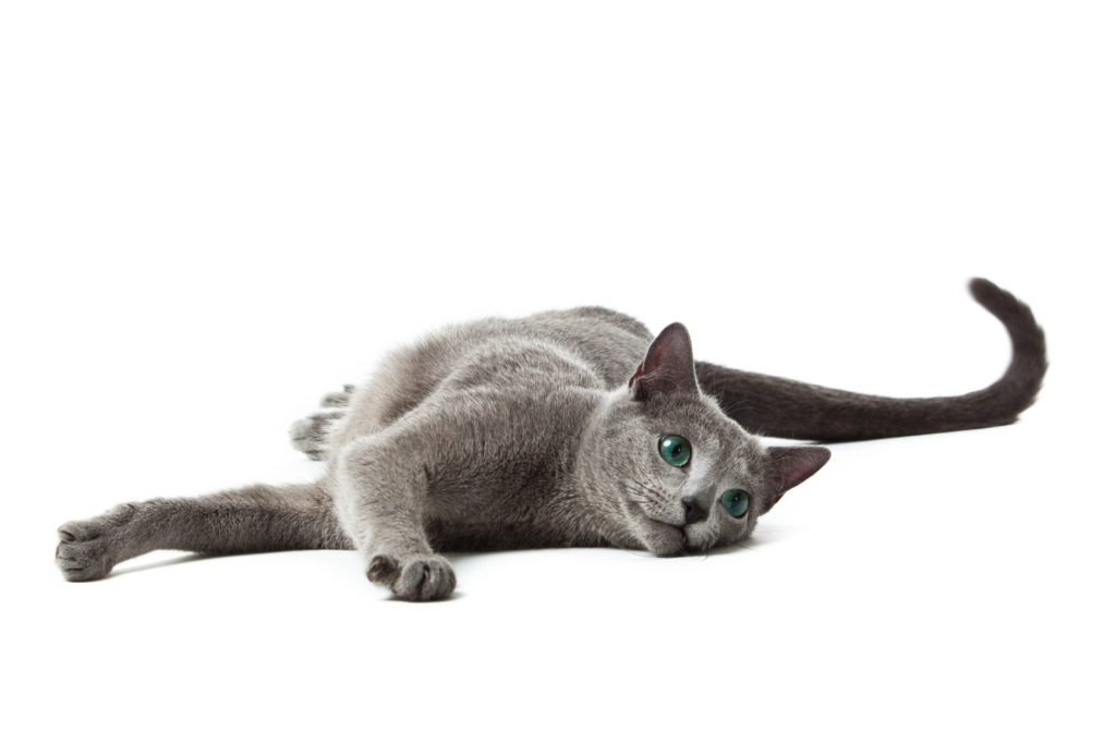 Russian Blue cat on white .