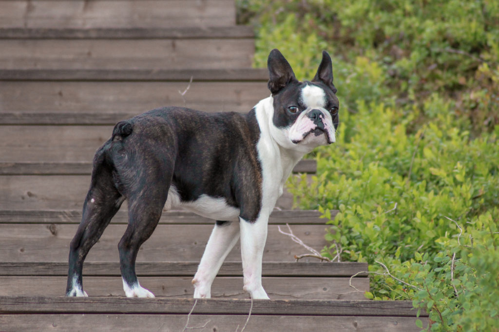 Boston Terrier carattere, prezzo, cuccioli, cure zooplus Magazine