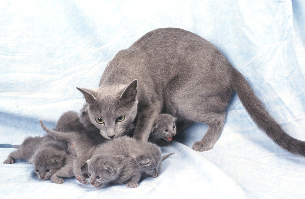 chat Russe bleu