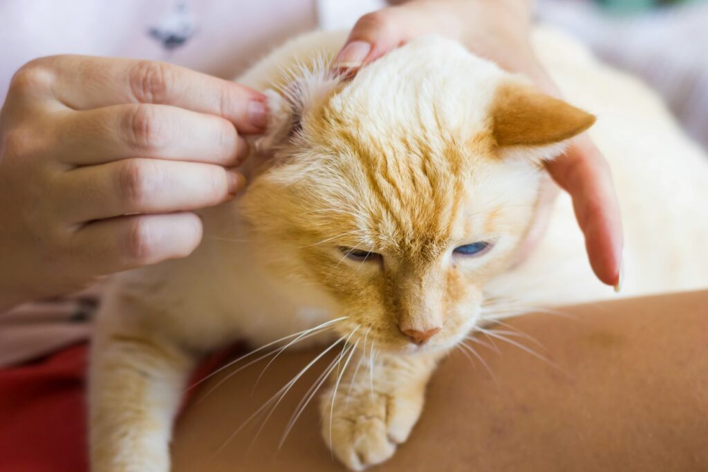 Come pulire orecchie e occhi del gatto