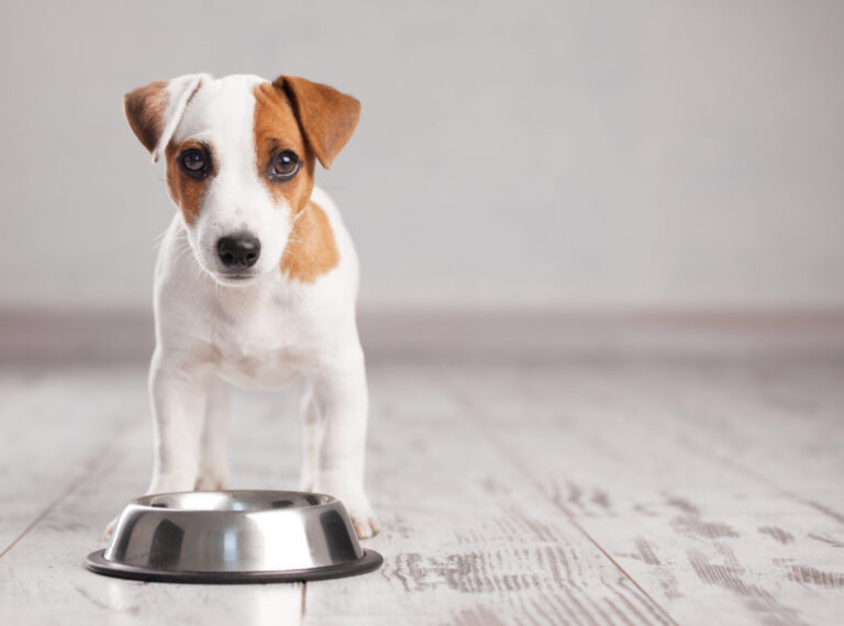 scegliere la ciotola del cane