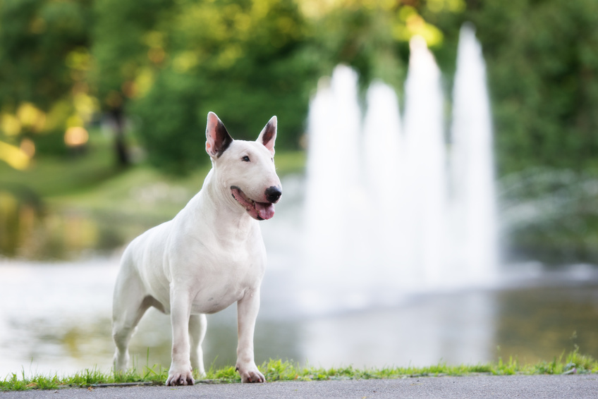 Bull Terrier al lago