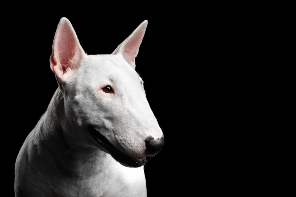 Bull Terrier bianco