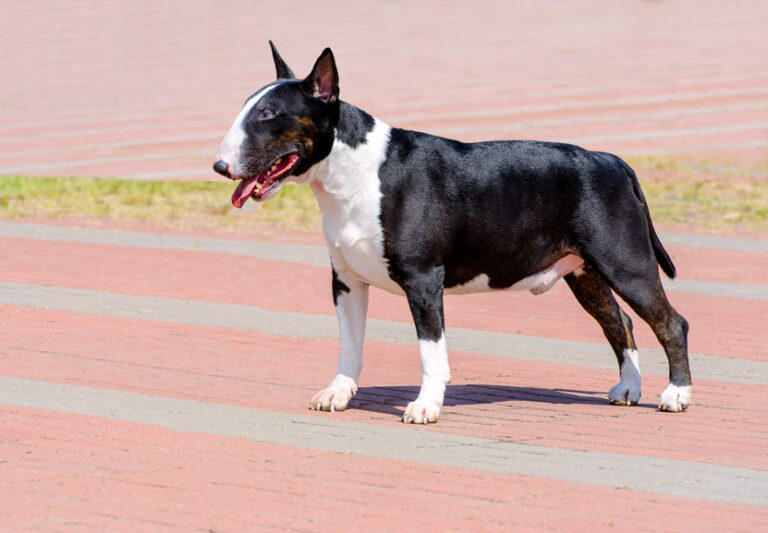 Bull Terrier con linguetta di fuori Bull Terrier con linguetta di fuori