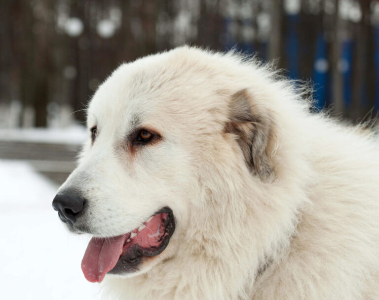 Mastino dei Pirenei Mastino dei Pirenei