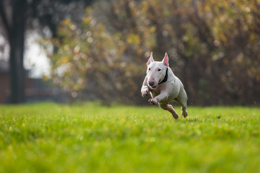 bullterrier che corre