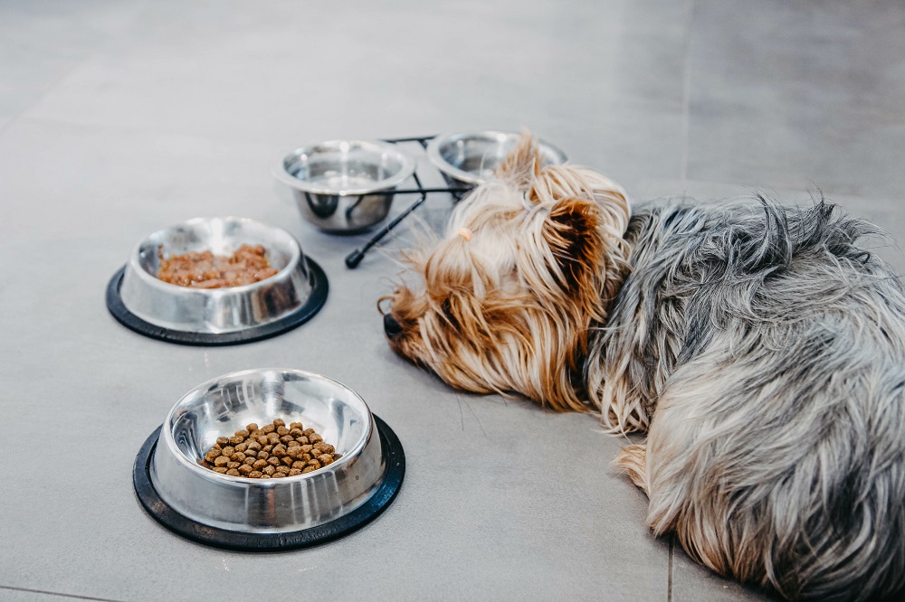 Yorkshire Terrier dog is sick and refuses to eat. No appetite, s