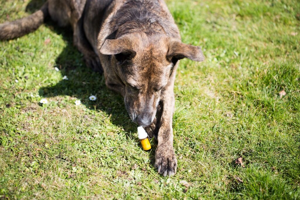 Dog with globuli bottle