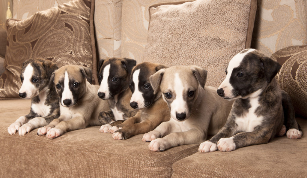 cuccioli di whippet