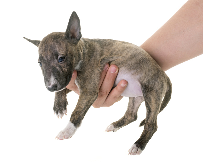 cucciolo di Bull Terrier