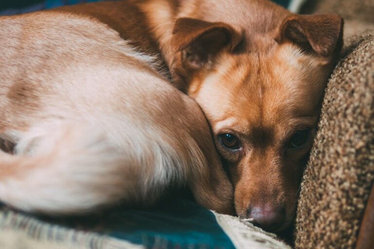 home cute brown dog is lying on the sofa curled up. expressive eyes. waiting for the hostess and sad depressione cane