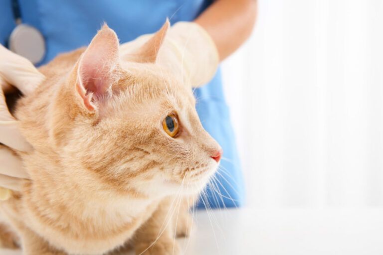 disturbi neurologici ormonali gatti