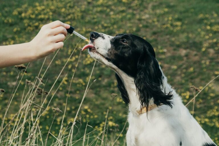 Dog tasting CBD oil from an eyedropper with its tongue fiori di Bach per cani