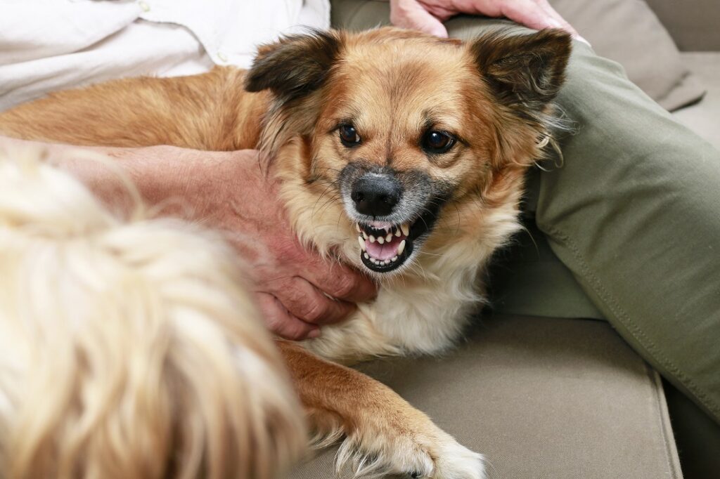 Alla scoperta dei fiori di Bach per cani