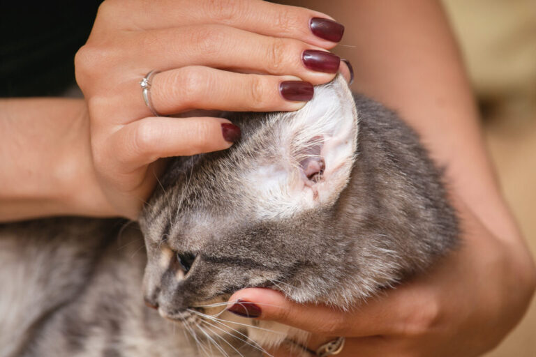 gli acari del gatto