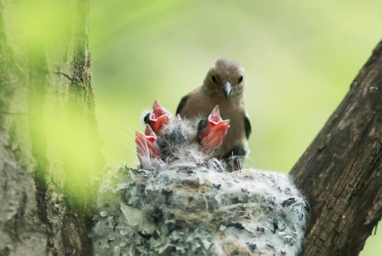 periodo nidificazione uccelli