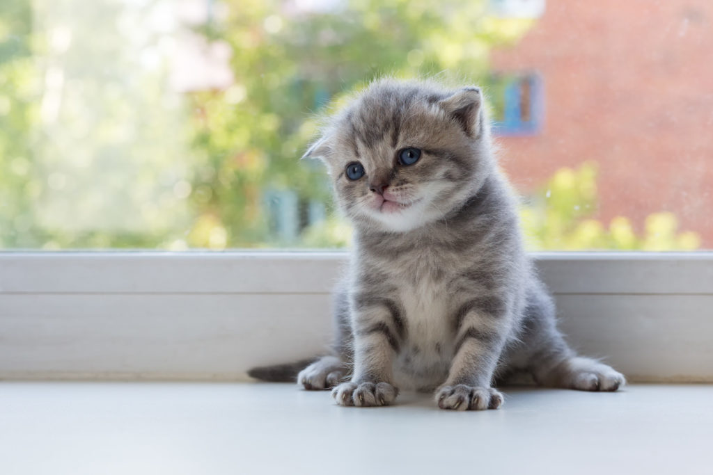 Scottish Fold: storia e carattere del gatto dalle orecchie buffe