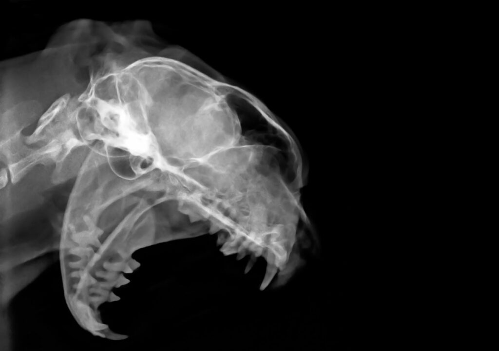 radiografia FORL gatto