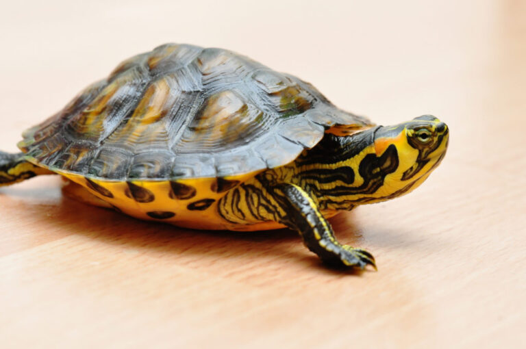 Gelbbauch-Schmuckschildkröte tartaruga