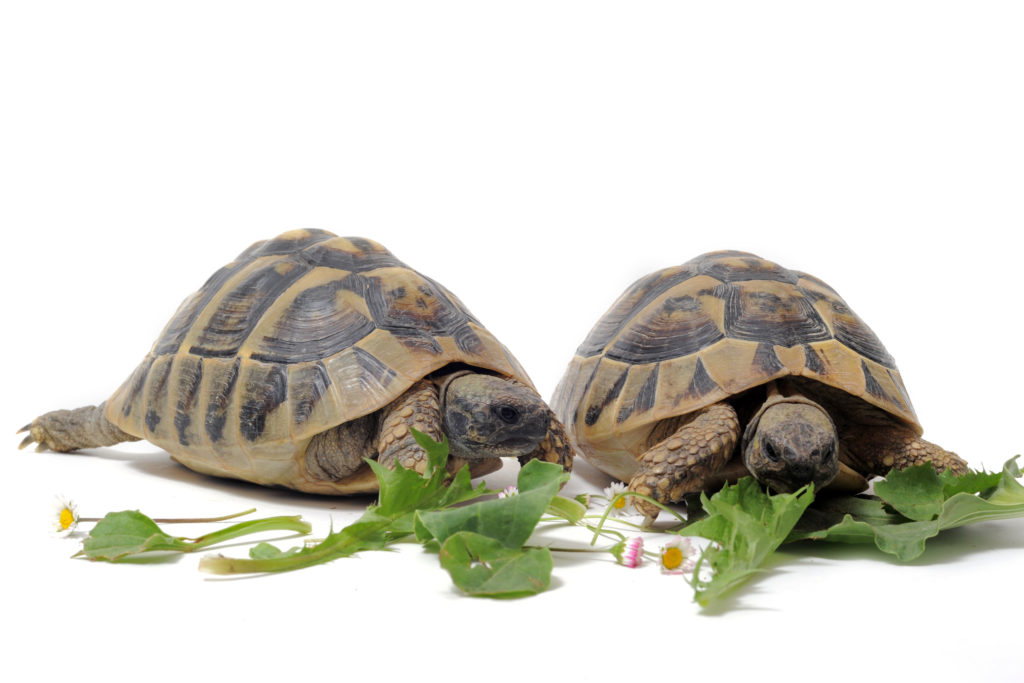 tartarughe che mangiano l’insalata