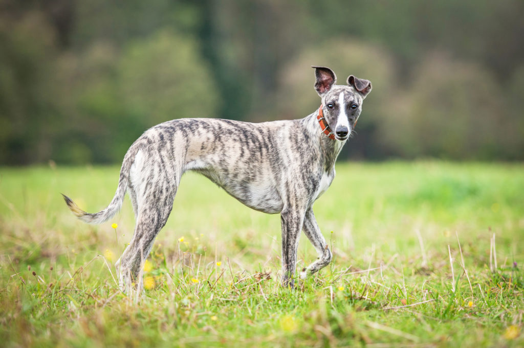 whippet che si gode una gita