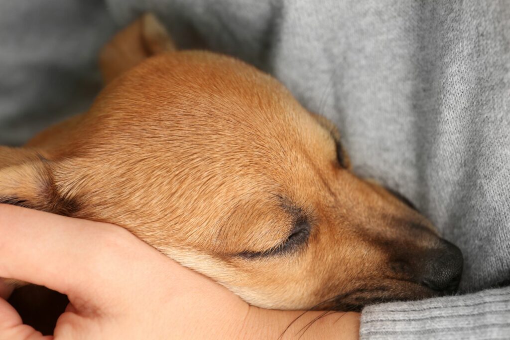 addormentare il cane