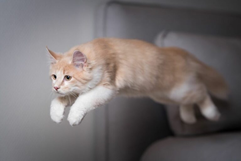 anatomia del gatto