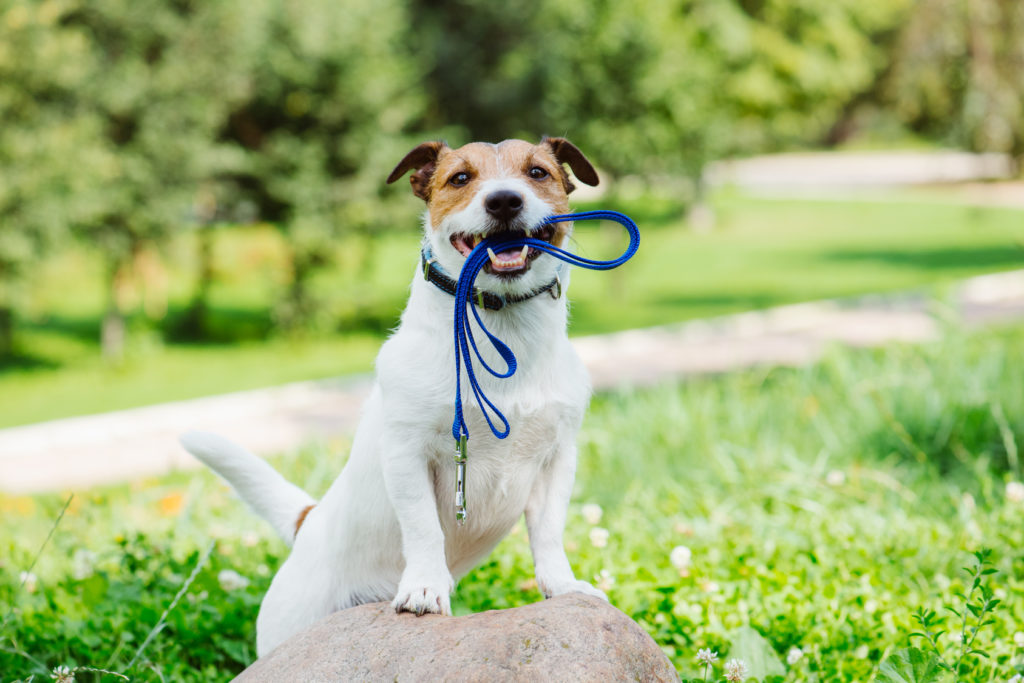 cagnolino con guinzaglio tra i denti