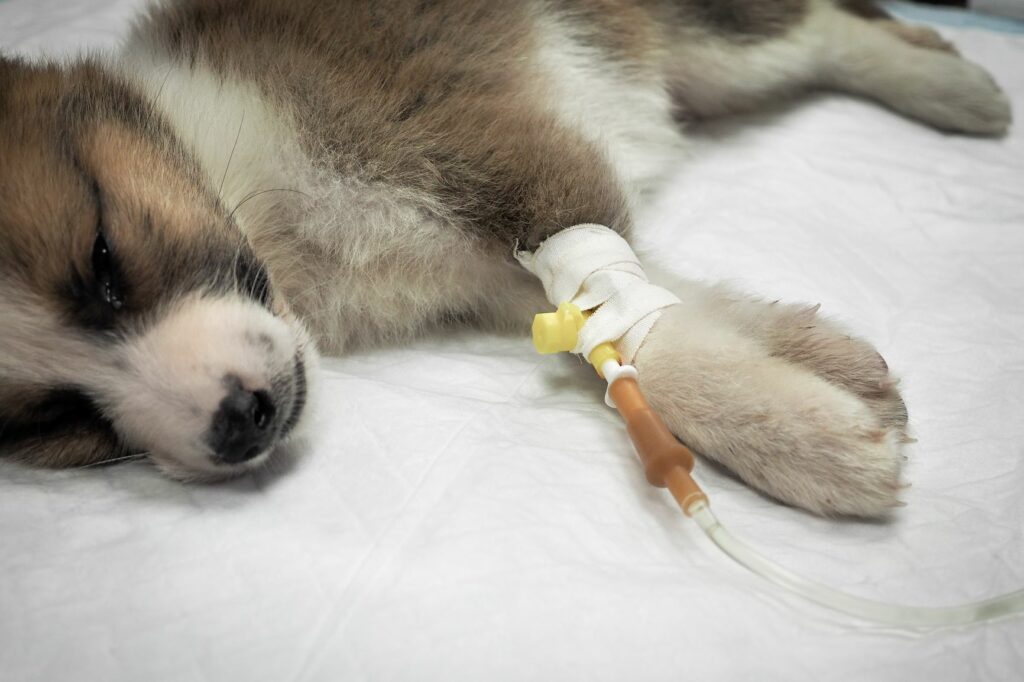 cagnolino in terapia per intossicazione