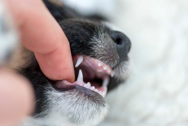 cambio denti cane