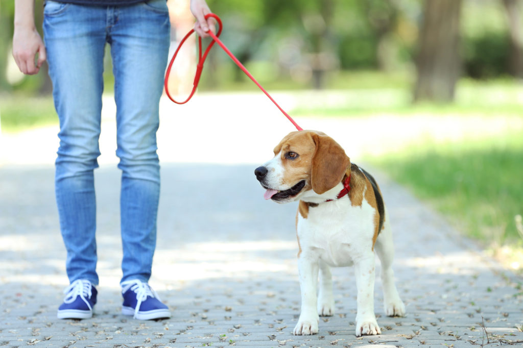 cane al guinzaglio