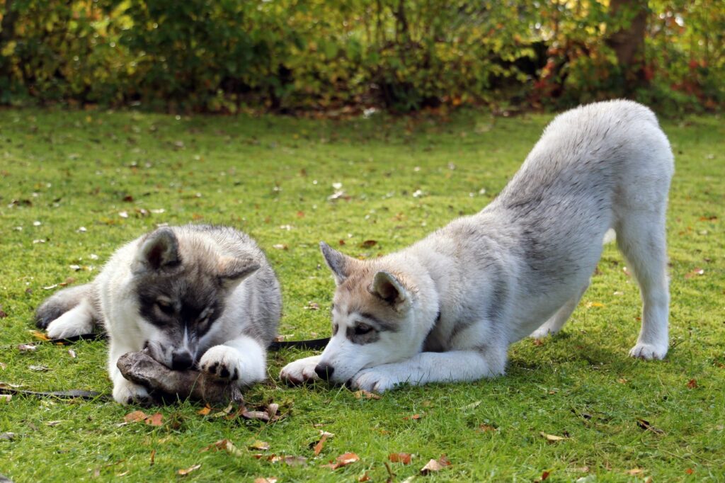 cuccioli che giocano nel parco
