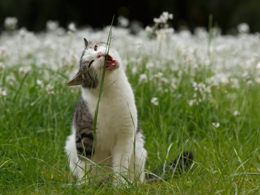 Katze frißt Grashalm
