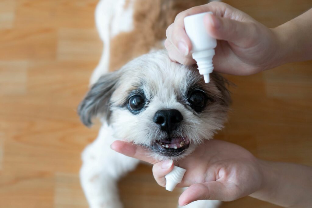gocce per gli occhi del cane