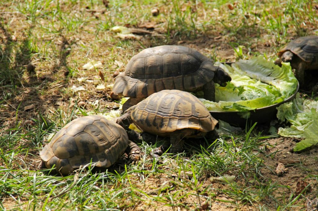 gruppo di tartarughe che mangiano