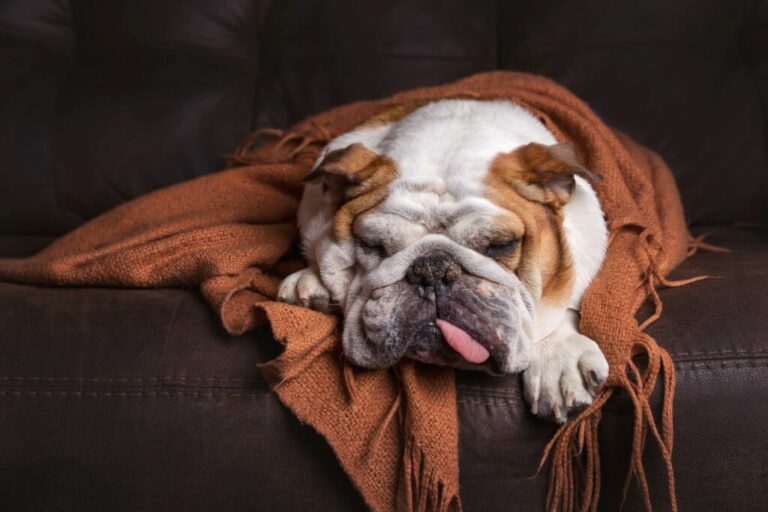 intossicazione cane intossicazione cane