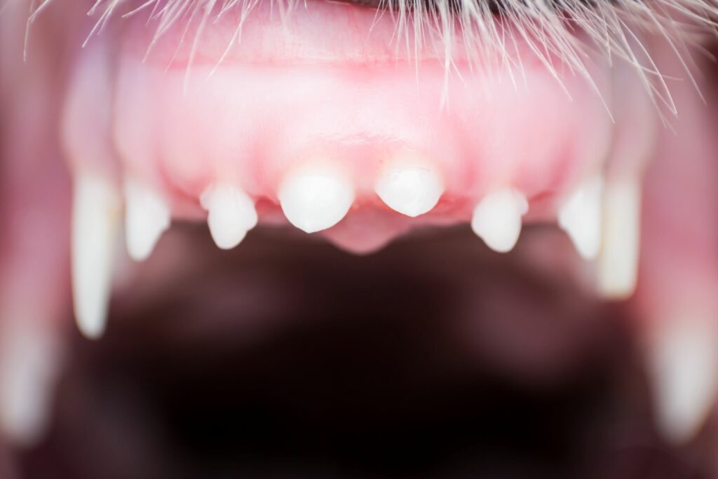 la dentatura del cane