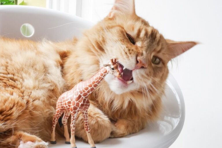 Cat and Plastic Toy Giraffe picacismo gatto