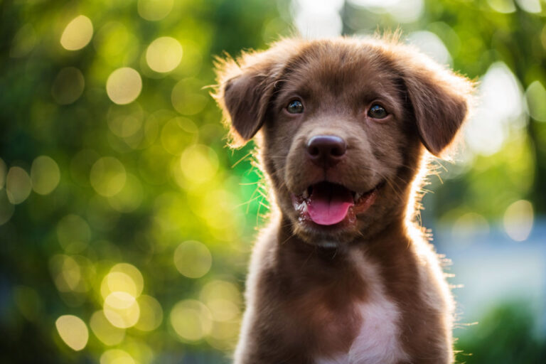 scegliere il nome del tuo cane